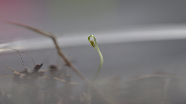 Bowiea volubilis seedling emerging from soil after germination
