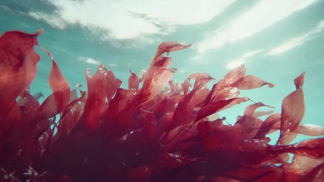 Red Seaweed Swaying Underwater in Sunlight