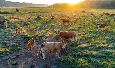 Cows grazing in the pasture during sunset © monticellllo