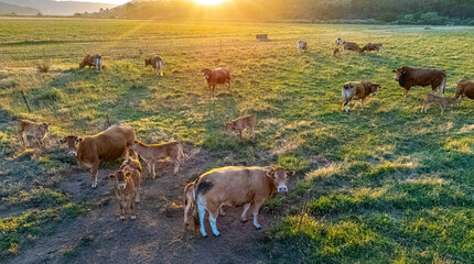 Cows grazing in the pasture during sunset © monticellllo