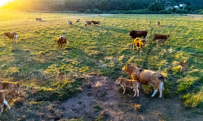 Cows grazing in the pasture during sunset © monticellllo