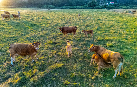 Cows grazing in the pasture during sunset