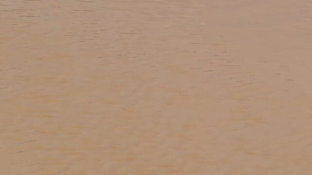 Vietnamese Water Buffalo Wallowing in Muddy Water Near Quang Chau Industrial Park, Bac Ninh, Vietnam - August 29, 2026