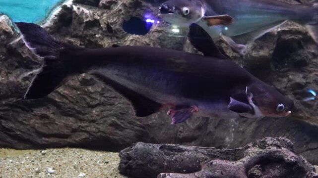 Iridescent Shark Catfish (Pangasianodon hypophthalmus) swimming inside a display tank at the Waghor Aquarium in Prachuap Khiri Khan, Thailand