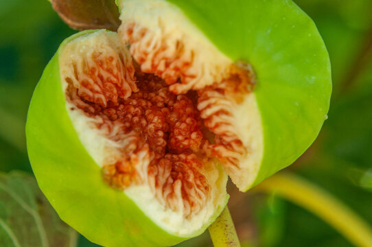 Split green fig revealing red pulp and numerous seeds while growing on the tree