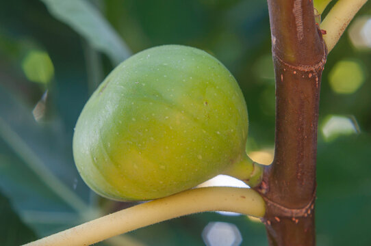 Green common fig growing directly from a woody tree branch in natural sunlight