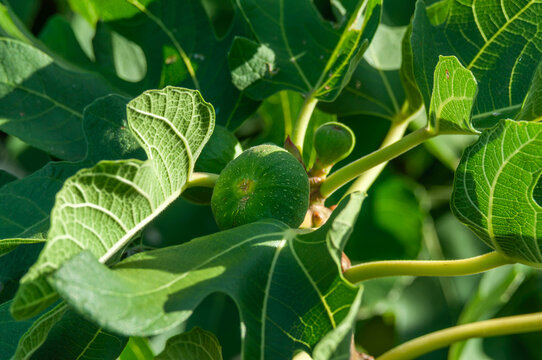 Green common figs growing among large lobed leaves