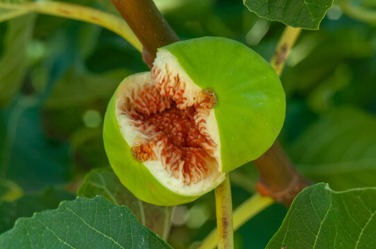 Green Ficus carica fruit with ripe red flesh visible through the cracked skin