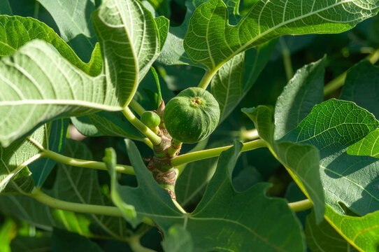 Green common figs growing among large lobed leaves in bright summer sunlight