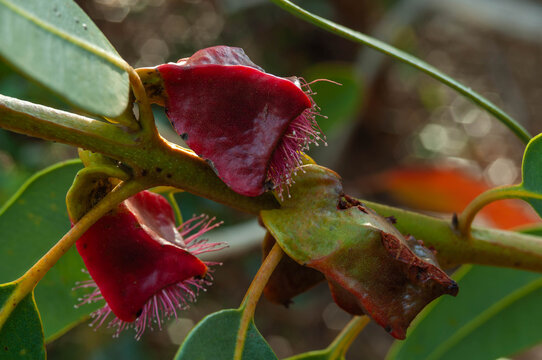 Eucalyptus blossoms with thick red floral caps and pink stamens surrounded by leathery green leaves