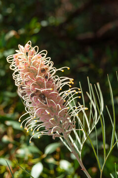 Grevillea flower with pale pink curled blooms and several bees feeding among the flowers