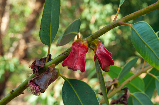 Red Eucalyptus flowers hanging from a green branch with leathery leaves and fading blooms