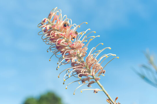 Grevillea flower with pale pink curled blooms and visiting bees against a clear blue sky