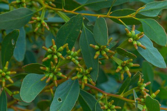 Eucalyptus flower buds clustered among blue-green leaves on an Australian native tree