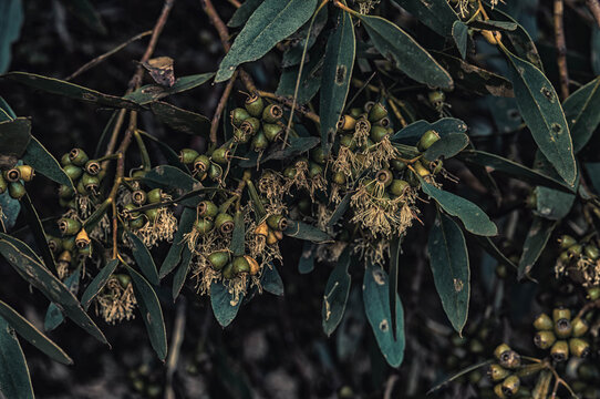 Eucalyptus seed capsules and dried stamens among narrow leaves creating a dark natural woodland scene
