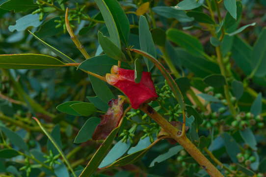 Red Eucalyptus flower structure growing among narrow green leaves and developing buds on a leafy branch