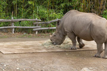 Detailed close-up of rhinoceros face and horn while eating © Anja