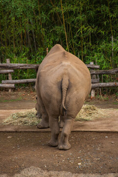 Rear view of white rhinoceros feeding, showing tail and hindquarters