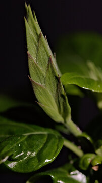 Crossandra infundibuliformis flower bud close up before blooming