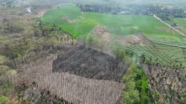 Aerial drone view of forest fire smoke rising from a burning patch in a dry teak woods next to lush green agricultural rice fields and a rural village.