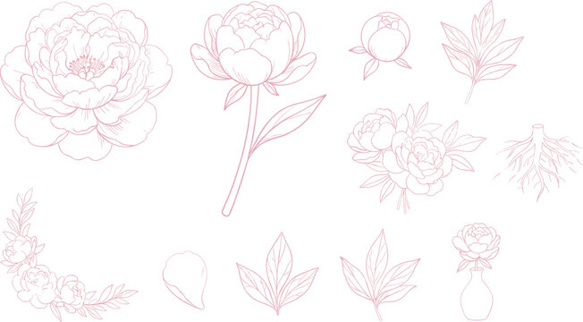 Hand drawn pink peony flowers vector line art set with blooming buds bouquets leaves and roots for elegant wedding invitation designs