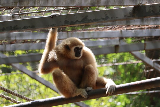 Lar Gibbon Sitting on Metal Bar in Zoo Enclosure