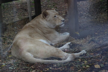 Fototapeta premium Female White Lion Portrait Resting in Zoo Habitat