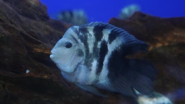 Exotic zebra parrot cichlid on display at the King Mongkut's Memorial Park Waghor Aquarium in Prachuap Khiri Khan