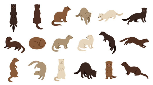 Set of cute minks in various poses and colors isolated on a white background.