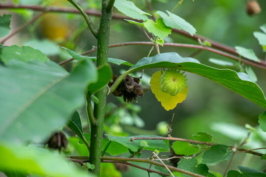 Abutilon fruit pod growing on green plant stem in shaded woodland.