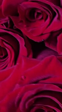 Close-up of red roses arranged in a grid showing their beauty and details in a simple setting