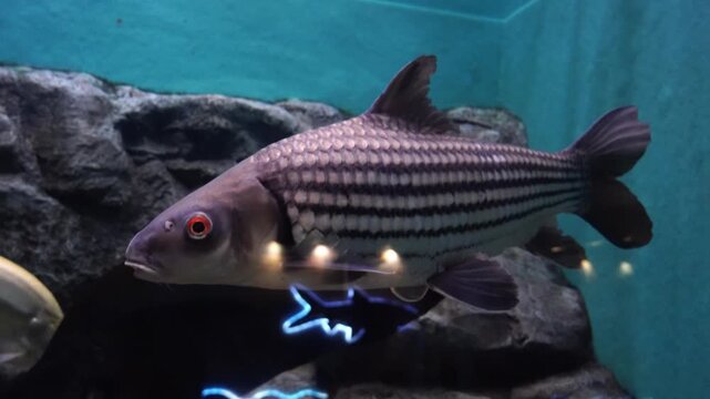 An endangered Jullien's golden carp (Probarbus jullieni) swims inside a display tank during summer at the Waghor Aquarium in Prachuap Khiri Khan, Thailand
