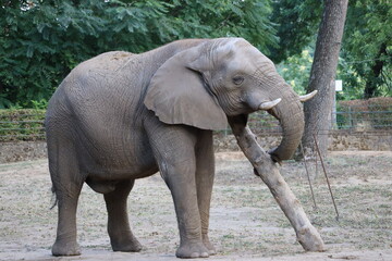 Fototapeta premium African Elephant Grabbing a Log