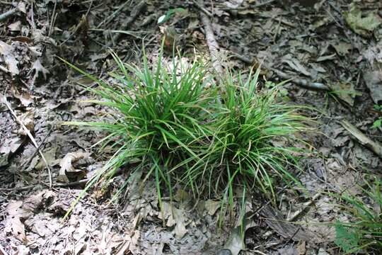 Two Pennsylvania sedge grass clumps at Camp Ground Road Woods in Des Plaines, Illinois