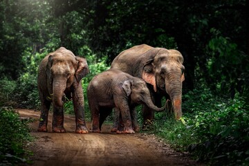 Fototapeta premium The Asian elephant, also known as the Asiatic elephant, is the only living species in the genus Elephas. It is the largest living land animal in Asia and the second largest living elephant.