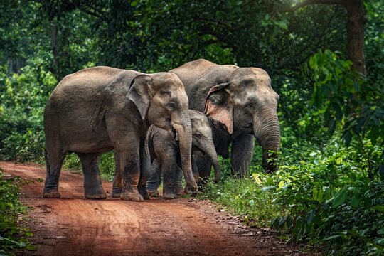 The Asian elephant, also known as the Asiatic elephant, is the only living species in the genus Elephas. It is the largest living land animal in Asia and the second largest living elephant.