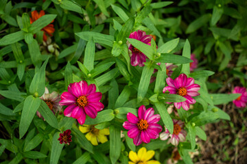 Fototapeta premium Bright pink zinnia flowers bloom amidst lush green leaves garden.