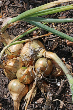 Shallots in close up in a vegetable garden