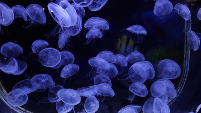 Moon Jellyfish Exhibit at the Waghor Aquarium in Prachuap Khiri Khan, Thailand