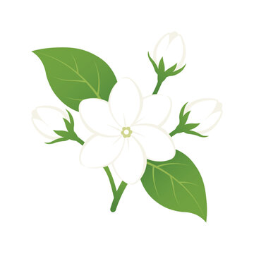 White jasmine flower branch with green leaves and buds, vector illustration