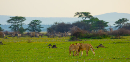 A pair of lionesses eyeing zebra herd in the Western Serengeti. Serengeti National Park, Tanzania, Africa. © Yan