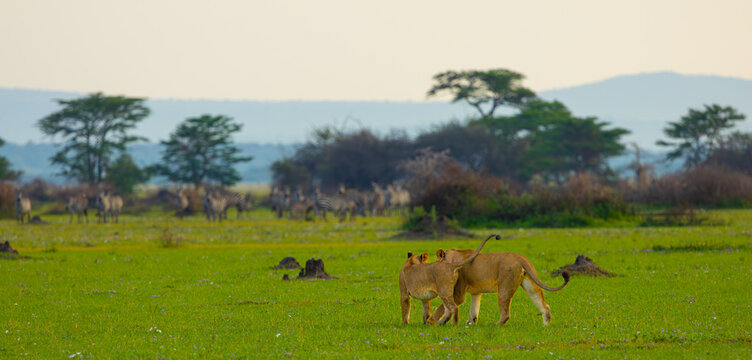 A pair of lionesses eyeing zebra herd in the Western Serengeti. Serengeti National Park, Tanzania, Africa.