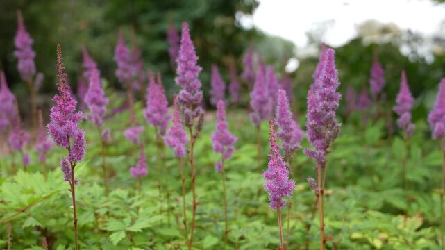 Footage of Astilbe japonica, also called false buck's beard which is a species of flowering plant in the genus Astilbe, native to Japan. This footage features the hybrid cultivar 'Montgomery'.