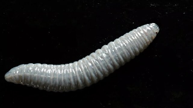 Beetle Larva Crawling on Black Surface