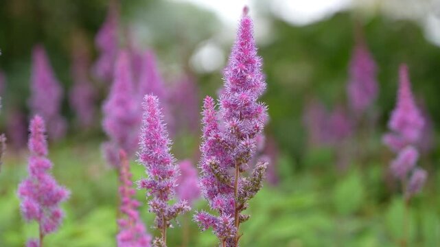 Footage of Astilbe japonica, also called false buck's beard which is a species of flowering plant in the genus Astilbe, native to Japan. This footage features the hybrid cultivar 'Montgomery'.