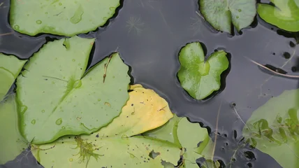 Fotobehang Badkamer Green Lily Pads Floating on Dark Pond Water  © Leiter1940s