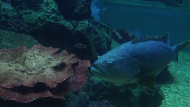 Massive Queensland groper (Epinephelus lanceolatus) swimming past marine life at King Mongkut's Memorial Park Waghor Aquarium, Thailand