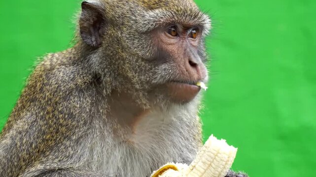 Macaque monkey eating fresh banana against green screen background close