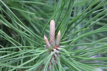 Obraz premium Winter Buds of Japanese Black Pine Pinus thunbergii