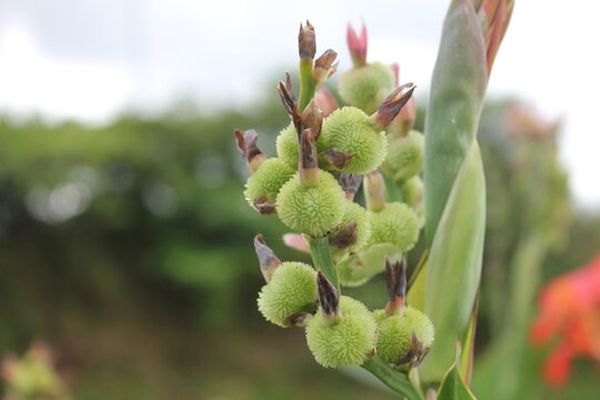 Green Canna Fruit on Canna Lily Plant